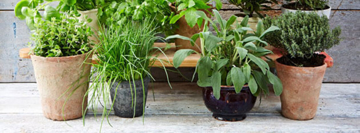 Cultivar ervas em casa ou na varanda