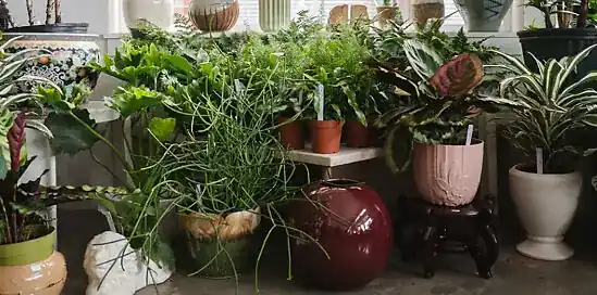 10 plantas de interior que purificam o ar