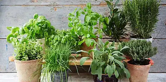 Cultivar ervas em casa ou na varanda