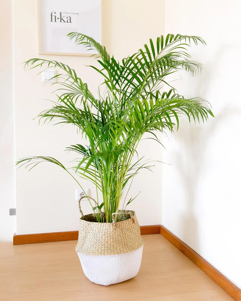 Palmeira Areca | Dypsis lutescens - M