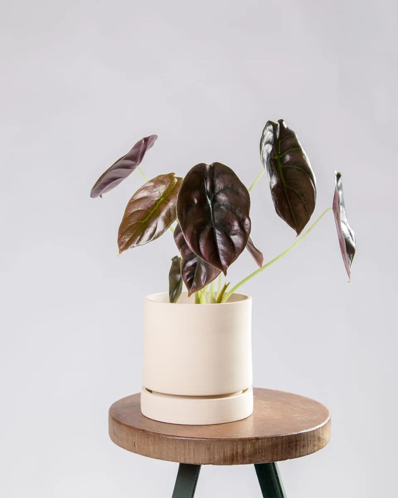 Alocasia cuprea Red Secret