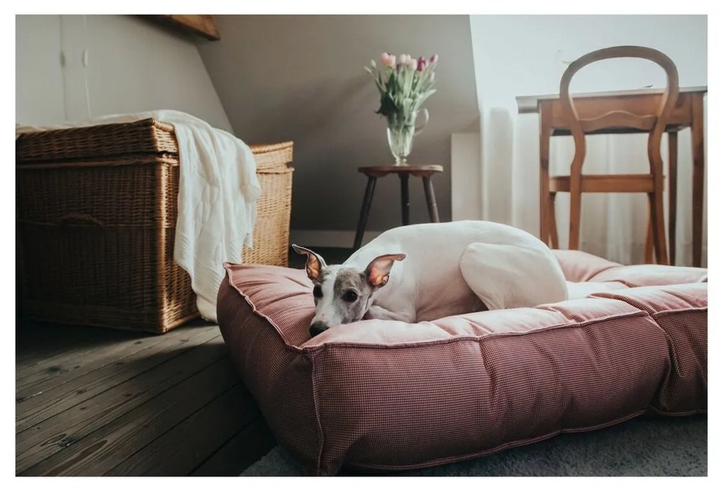 Cama de cão Hunter LANCASTER Vermelho (120 x 90 cm)