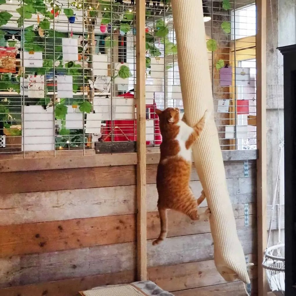 446809 Quapas! Quapas! Quapas! Saco trepador p/ gatos 180 cm sisal