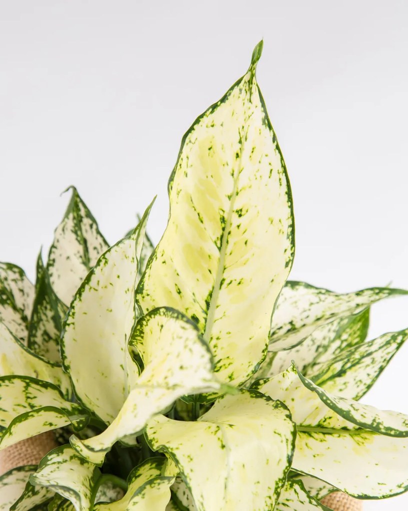 Aglaonema Snow White