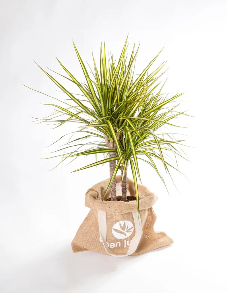 Dracaena marginata Sunray