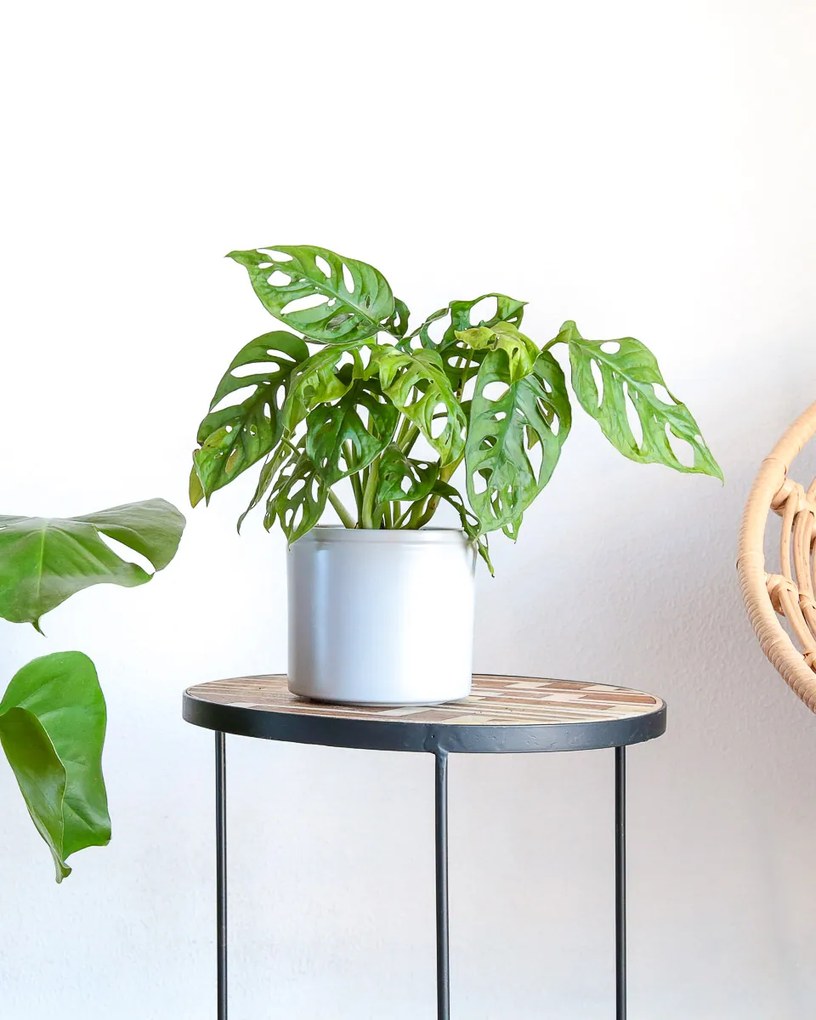 Monstera adansonii Monkey leaf - M