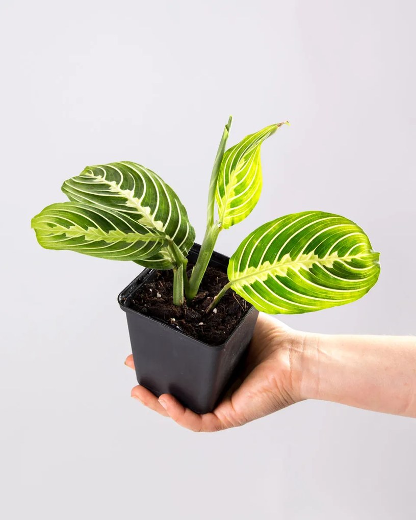 Maranta Lemon Lime