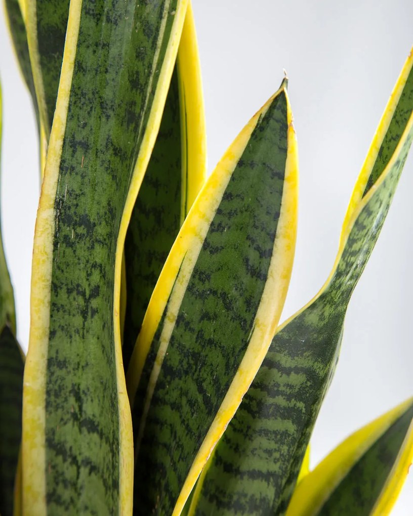 Espada de São Jorge | Sansevieria trifasciata - M