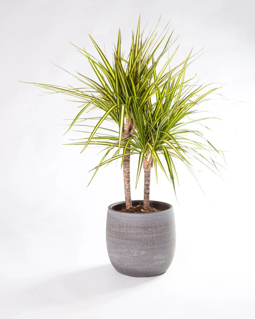 Dracaena marginata Sunray