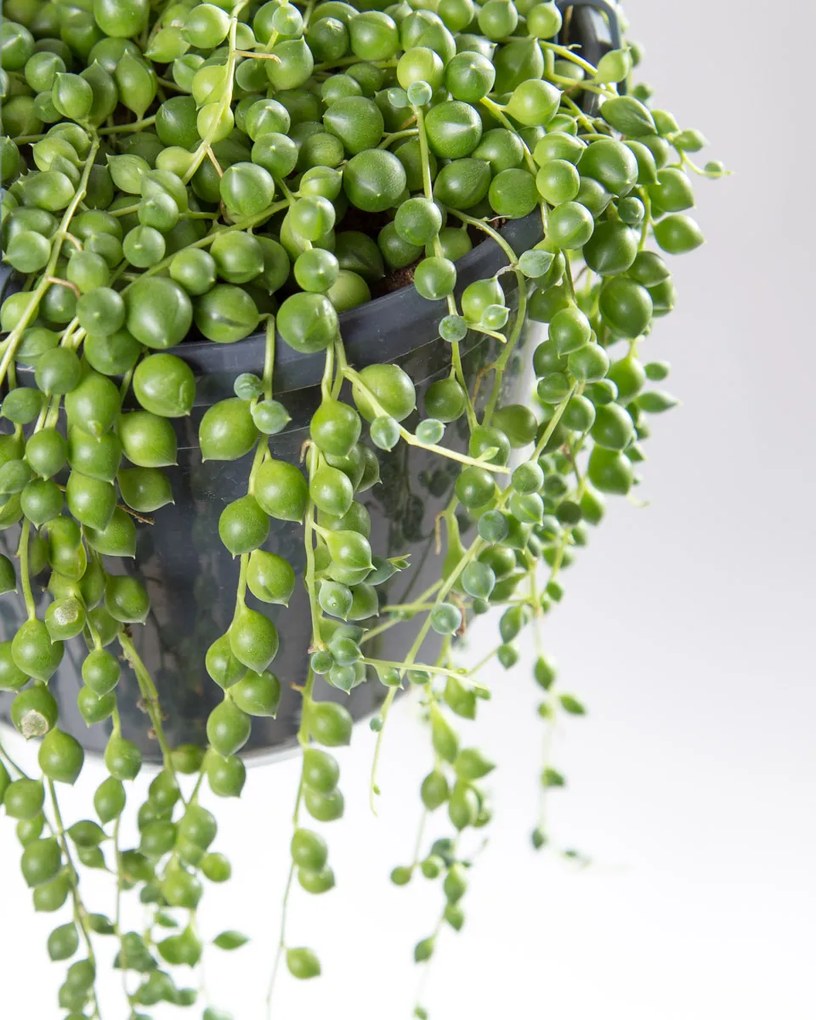 Senecio rowleyanus Tear drops