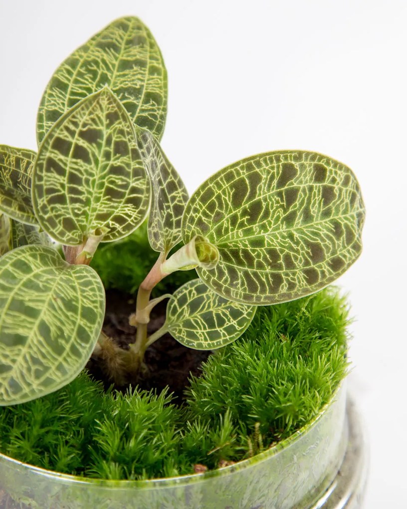 Macodes petola | Orquídea-jóia