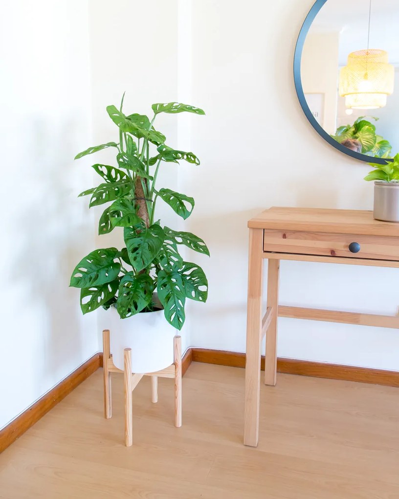 Suporte para Vaso em Madeira - XXL