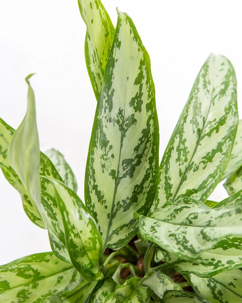 Aglaonema Silver Queen