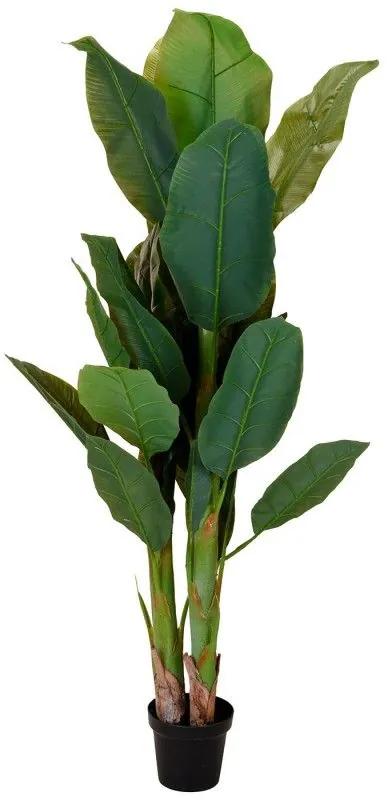 Planta Bananeira Elvira 165cm