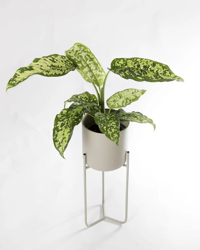 Dieffenbachia Cheetah