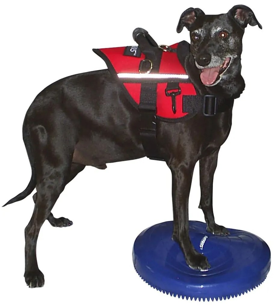 Disco de equilíbrio para animais de estimação 36 cm azul