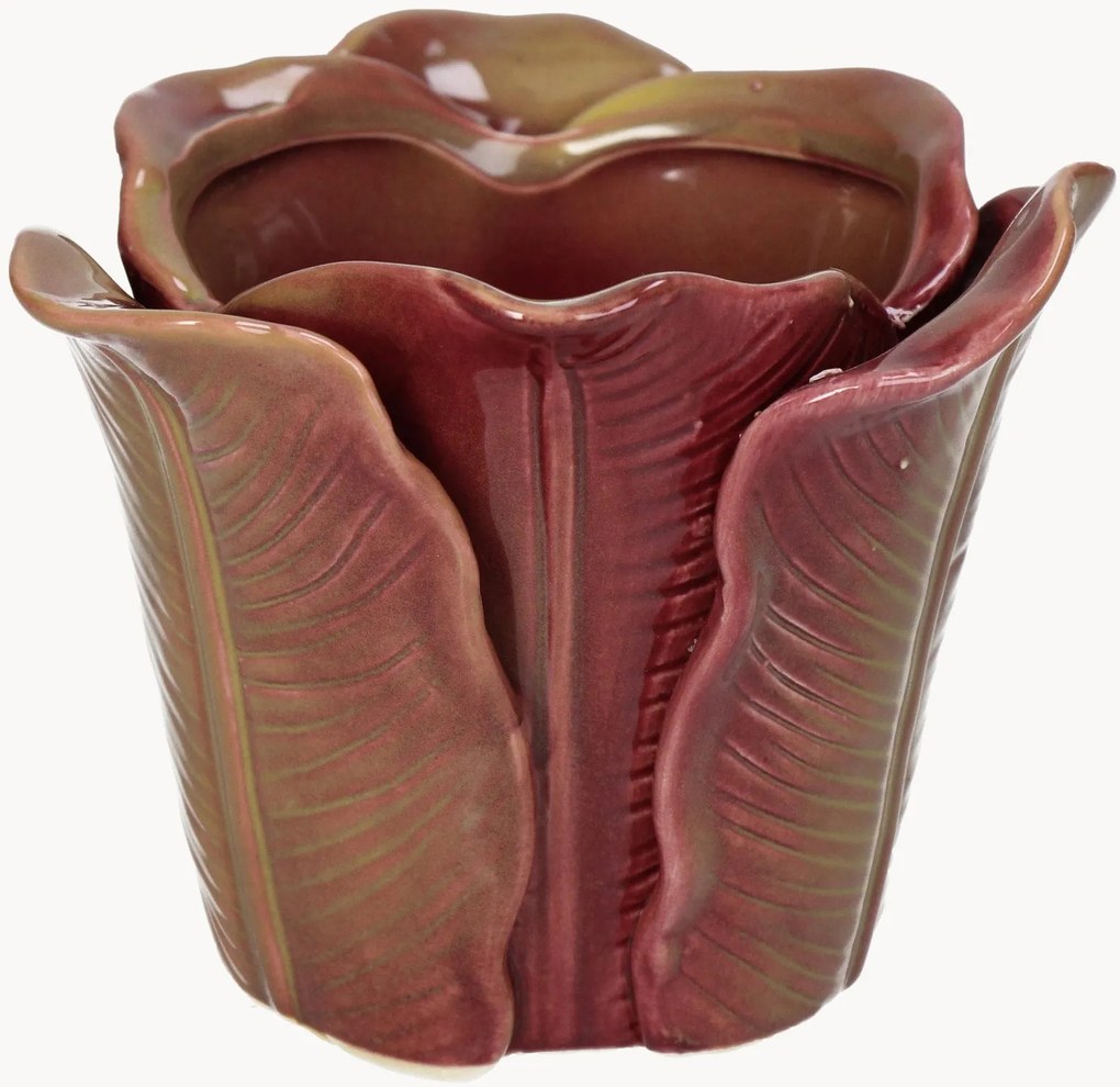 Vaso Cabbage