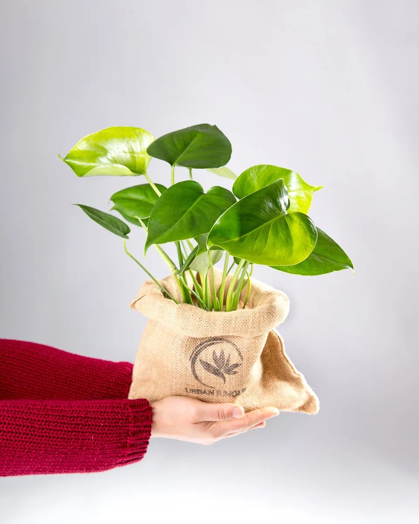 Monstera deliciosa | Costela de Adão - S