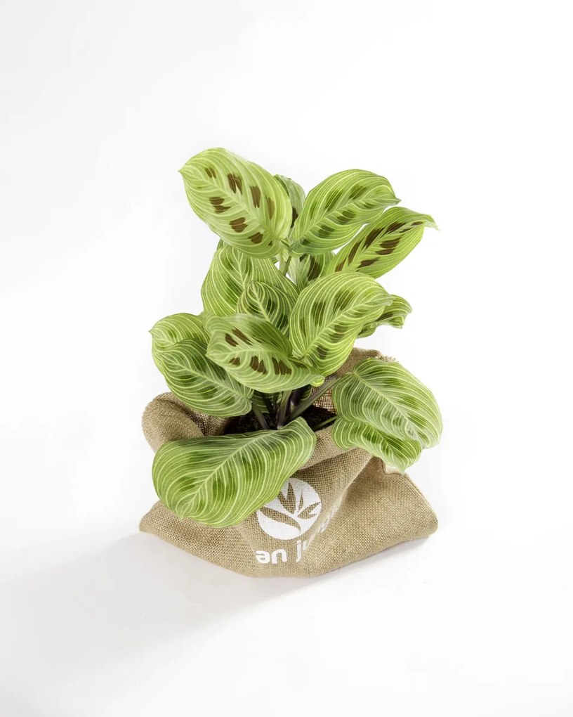Maranta Light Veins