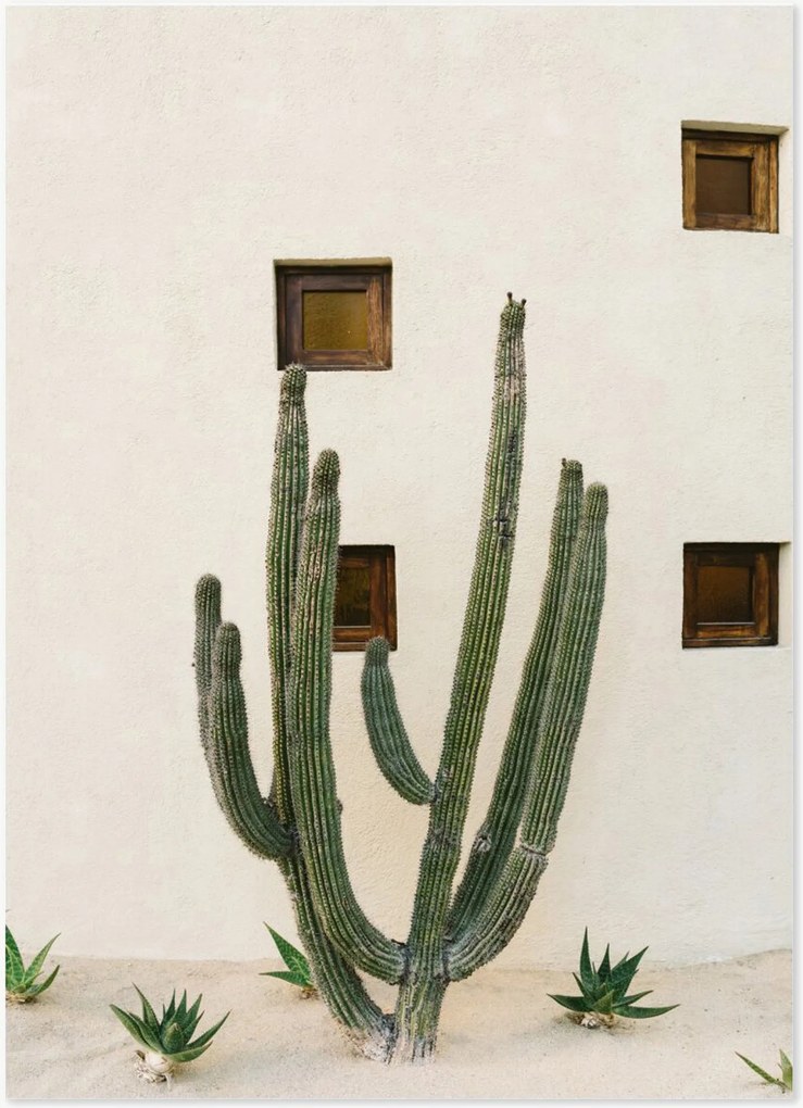 Póster Cabo Cactus IX