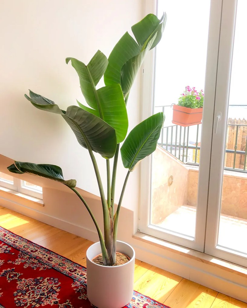 Strelitzia nicolai | Estrelícia Gigante - L