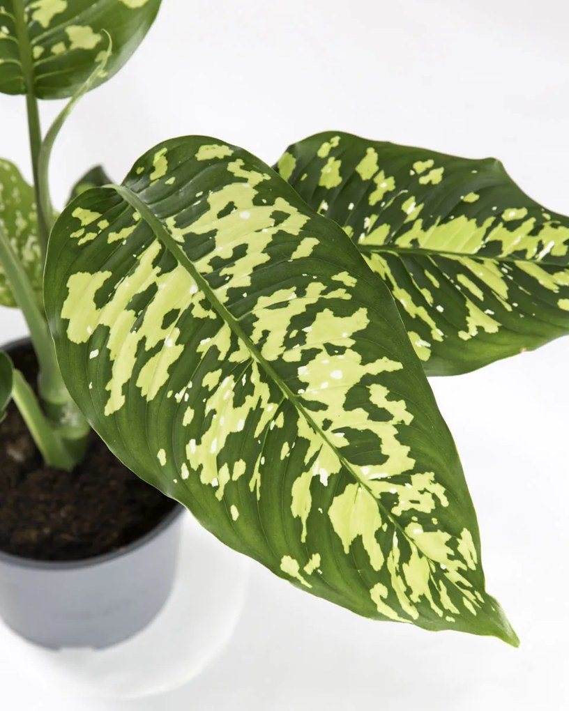 Dieffenbachia Cheetah