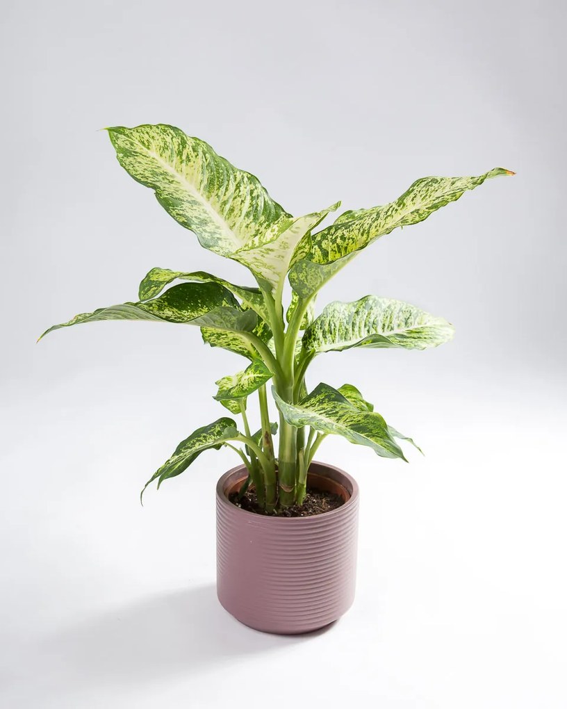 Dieffenbachia | Planta Comigo Ninguém Pode
