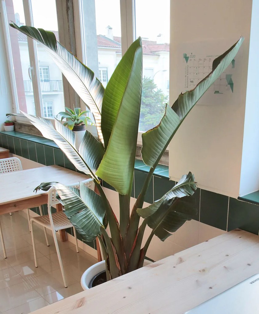 Strelitzia nicolai | Estrelícia Gigante - L