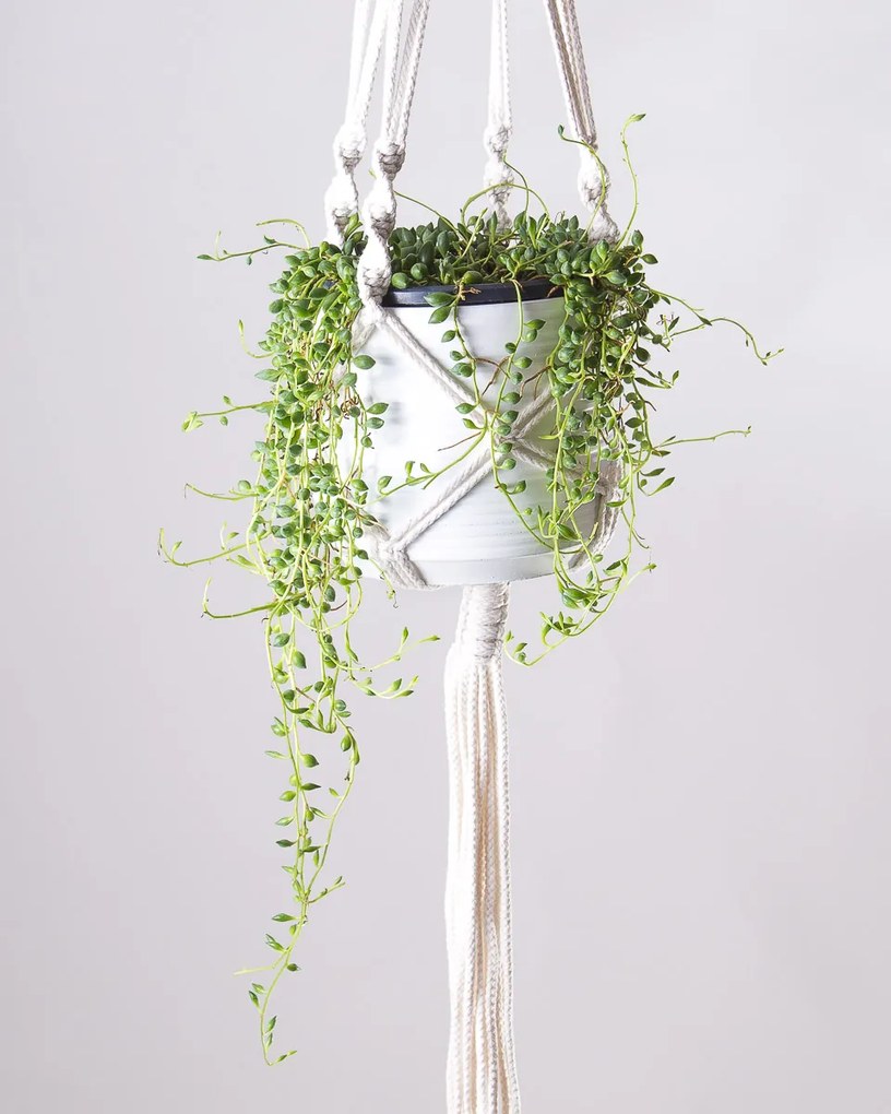 Senecio rowleyanus Tear drops