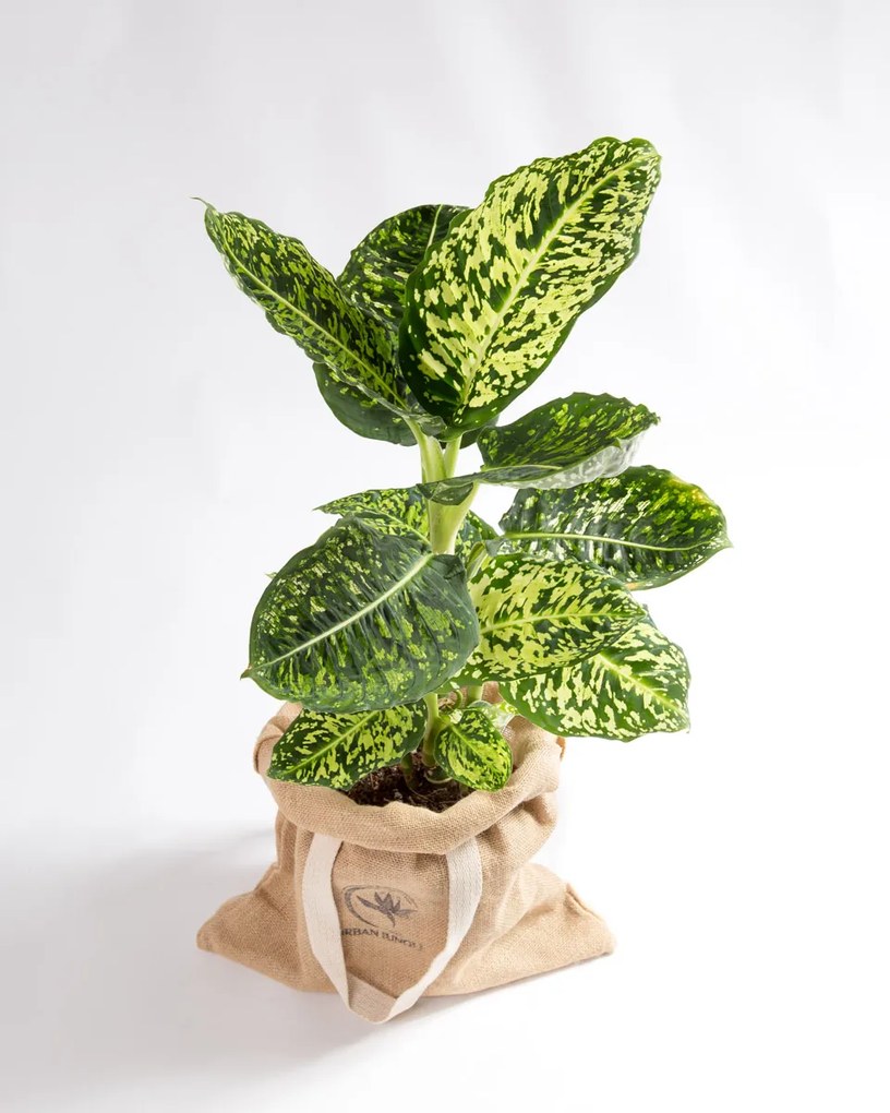 Dieffenbachia Reflector