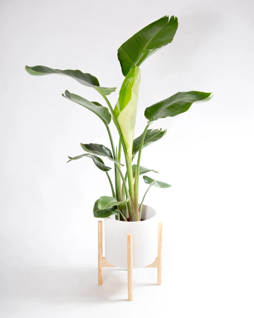 Strelitzia nicolai | Estrelícia Gigante - L
