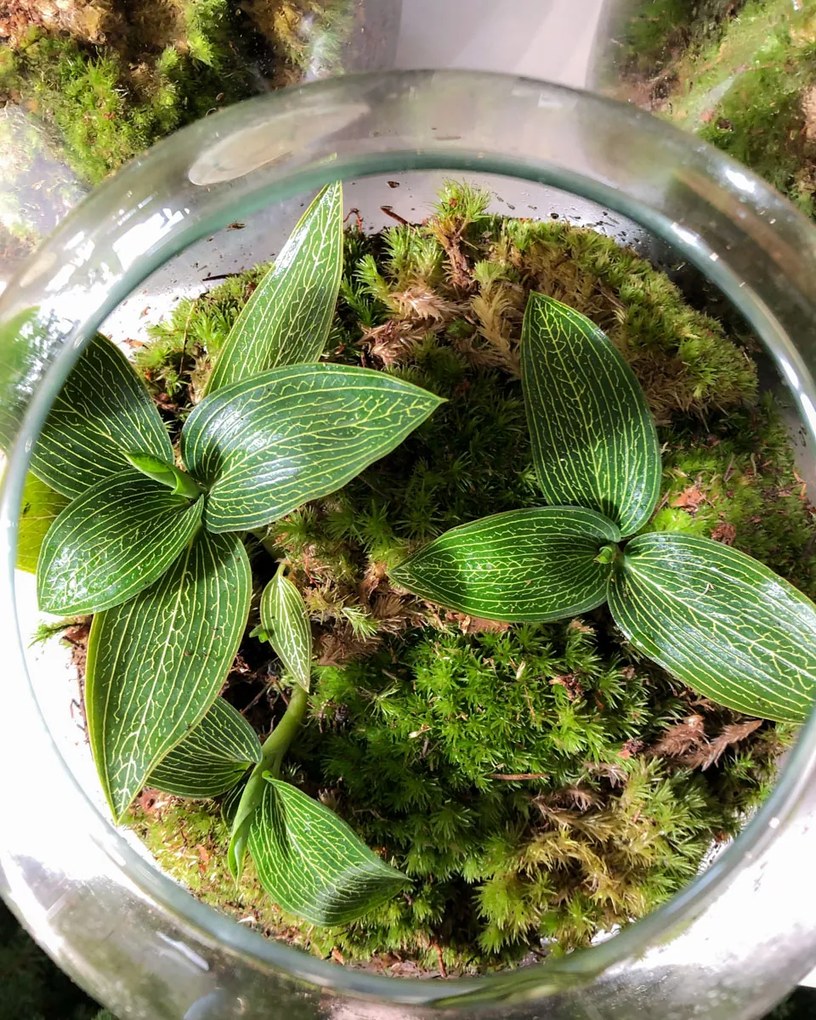 Terrário com Ludisia discolor alba e Musgo