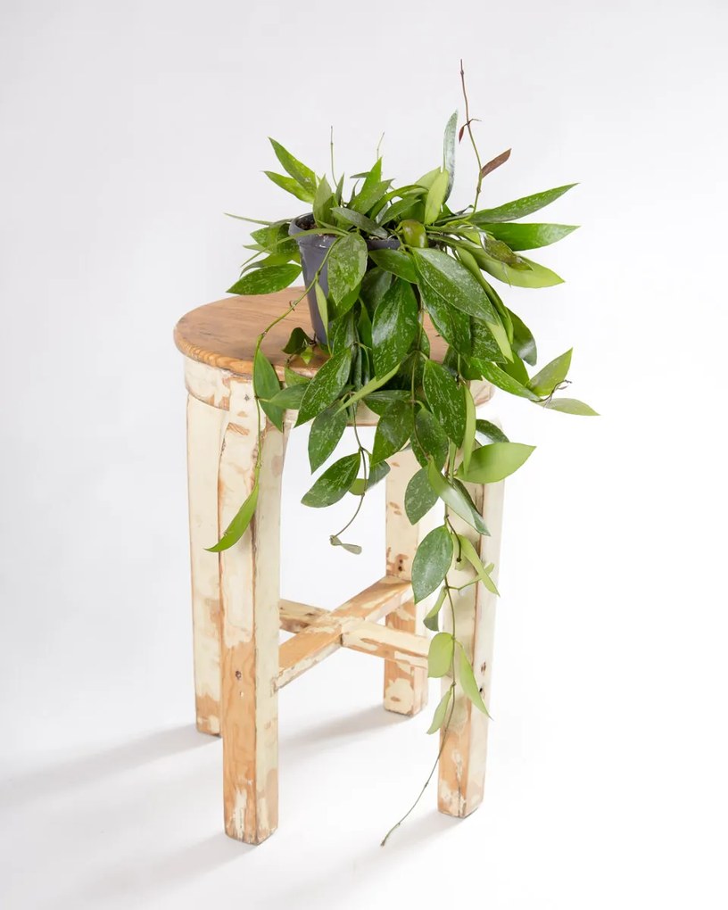 Flor de Cera | Hoya Pubicalyx