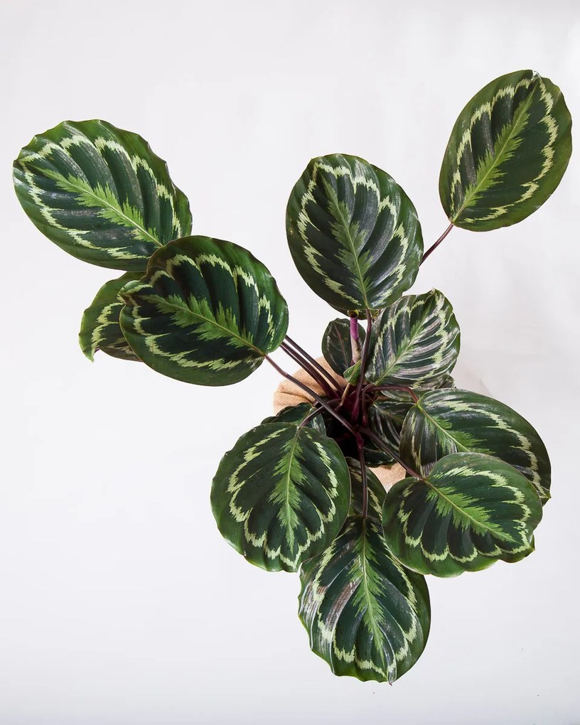 Calathea Medallion - L