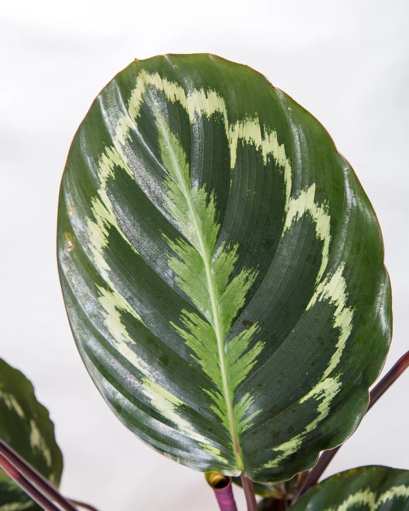 Calathea Medallion - L
