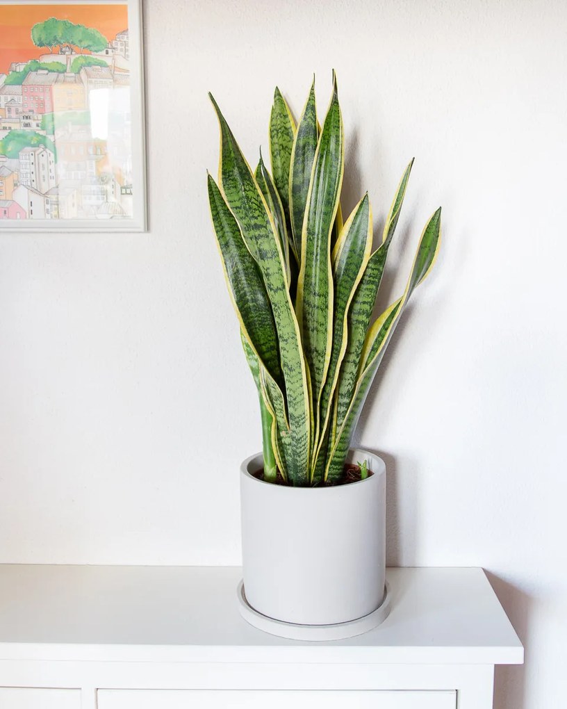 Espada de São Jorge | Sansevieria trifasciata - M
