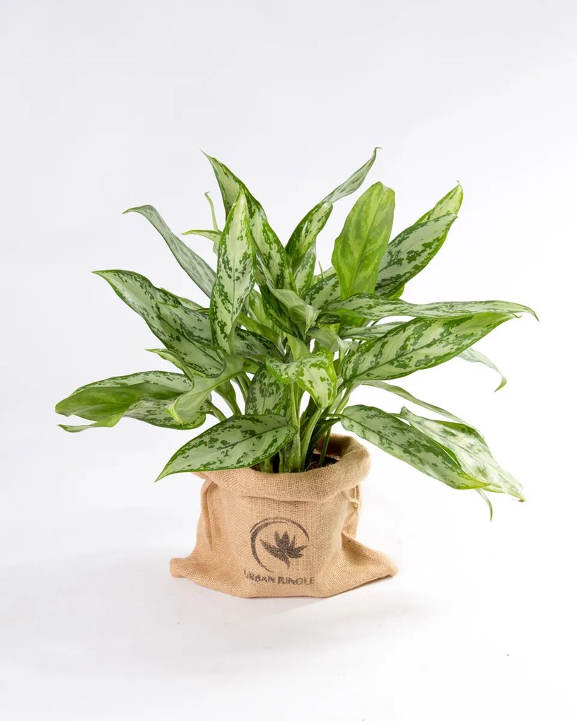 Aglaonema Silver Queen
