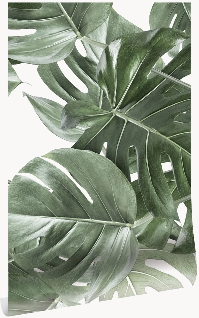 Papel de parede não tecido Monstera