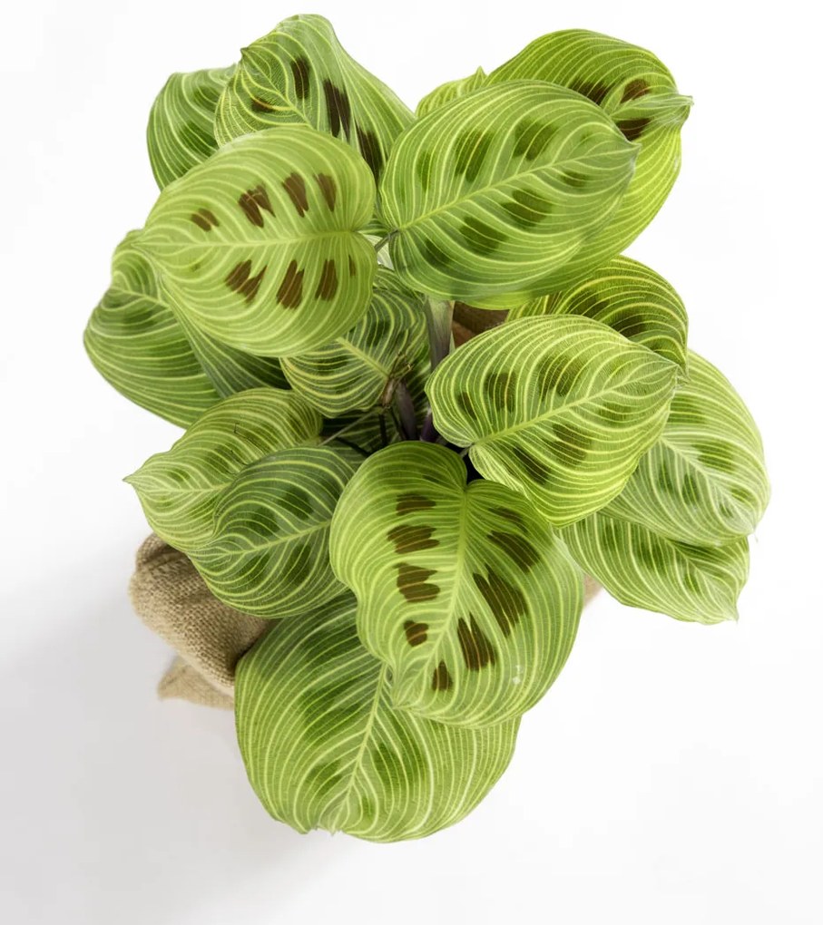 Maranta Light Veins