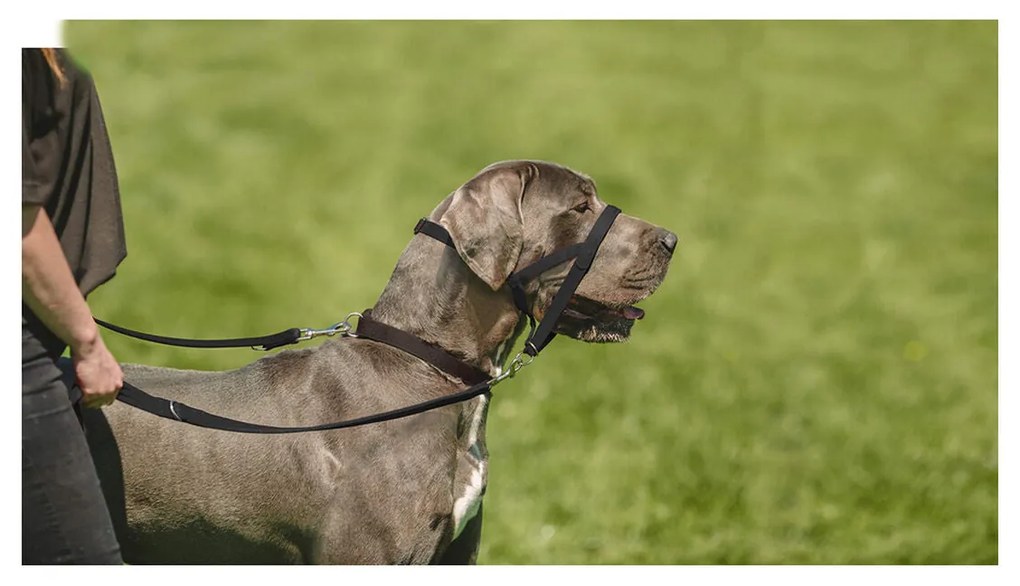 Coleira de Treino para Cães Company of Animals Halti Preto Açaime (51-73 cm)