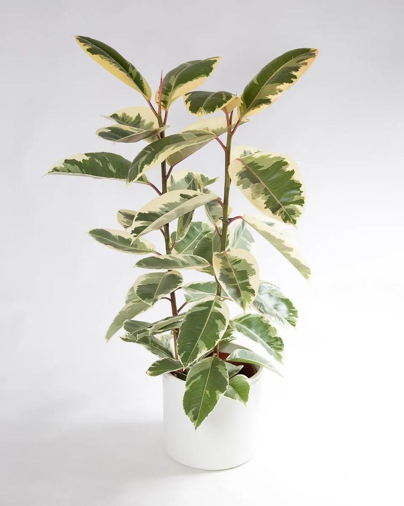 Ficus Tineke - XL