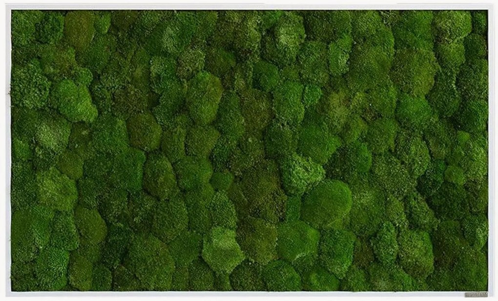 Quadro emoldurado artesanal com musgo Ball Forest