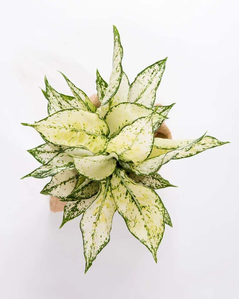 Aglaonema Snow White