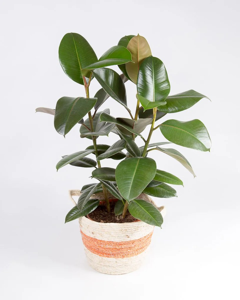 Ficus elastica Robusta - S