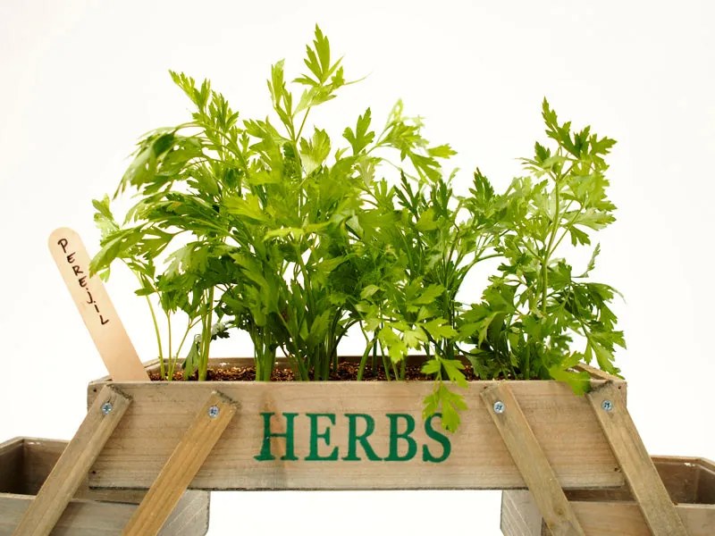 Mini Horta Plegável – 5 Compartimentos – 71,5x15,5x18 cm – Em Madeira