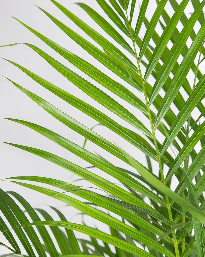 Palmeira Areca | Dypsis lutescens - M