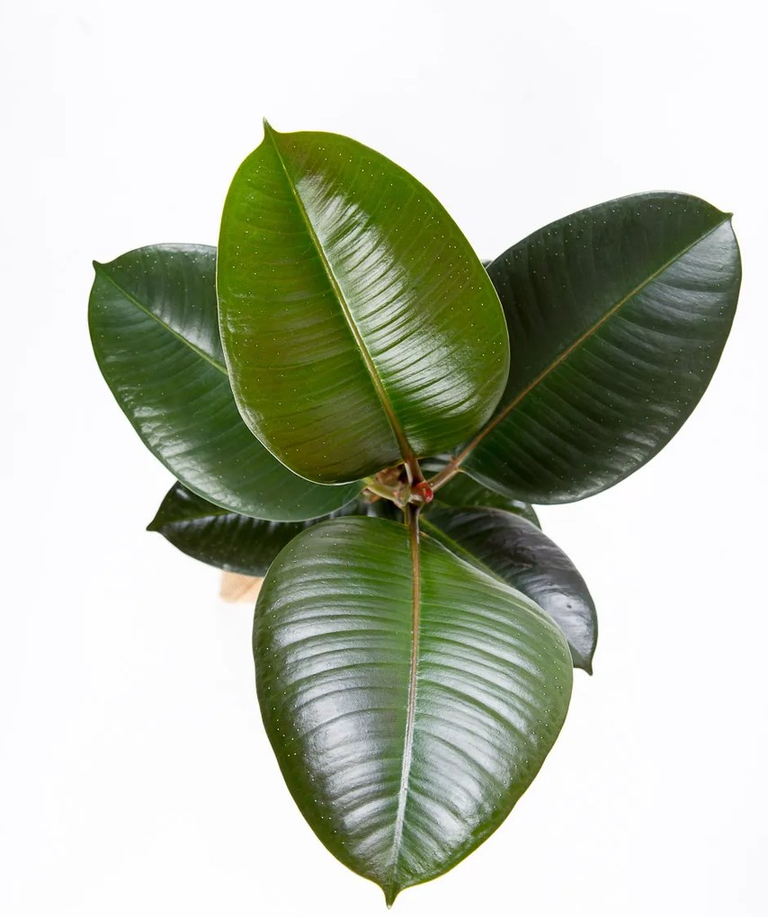 Ficus elastica Robusta - S