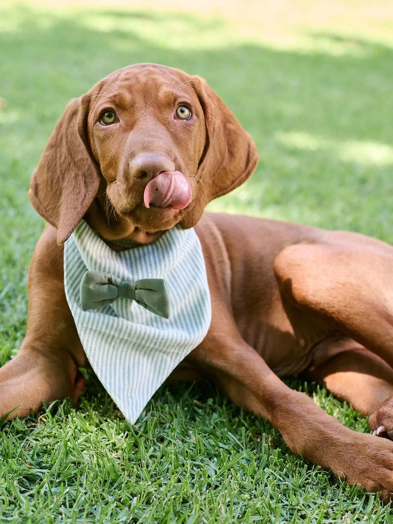 Bandana cão em algodão às riscas verde-salva