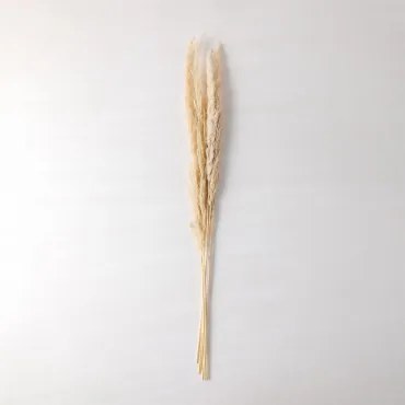 Pack De 6 Ramos Secos Decorativos Megina Beige Creme - Sklum