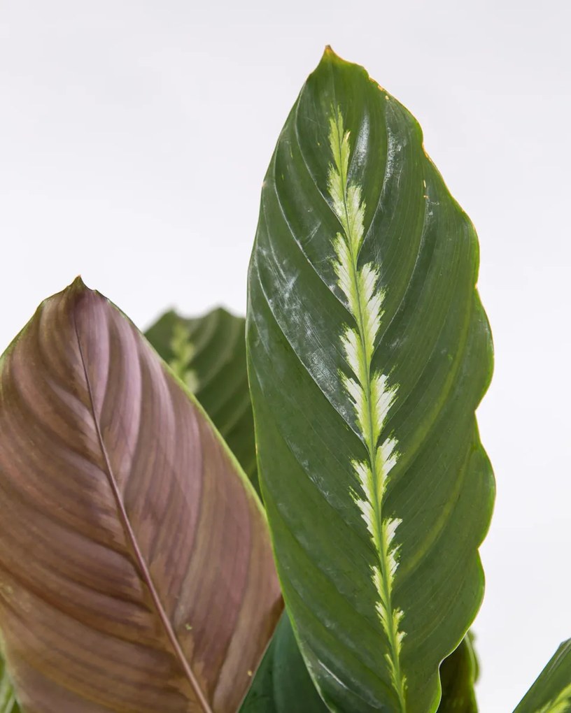 Calathea Maui Queen
